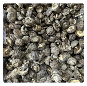 PRODUCTO POPULAR  Hongos Shiitake para Exportación  Calidad Superior de Vietnam - Product Image 3