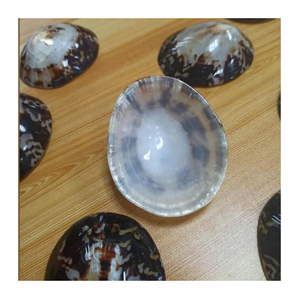 Gran oferta de conchas de Lapa, joyería decorativa Natural pulida, uso artesanal, concha marina, suministro a granel al por mayor - Product Image 1