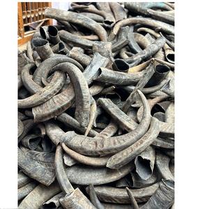 100% corne brute entière de buffle naturel 10cm à 80cms disponible pour la vente en gros - Product Image 2