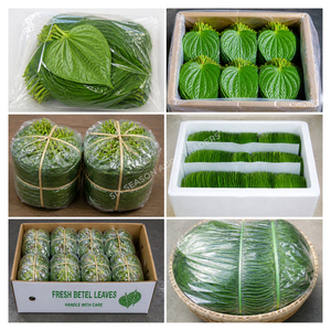 ใบหมากสดพรีเมียม ใบหมากเขียวธรรมชาติจากบังกลาเทศ คุณภาพส่งออกจำนวนมาก ใบหมากขายส่ง MOQ ต่ำ ผู้จัดจำหน่ายทั่วโลก - Product Image 4