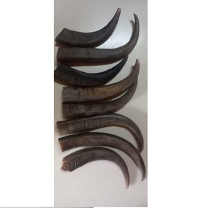 Belle pointe de corne de buffle brun blanc Agate naturelle décoration de la maison Style Animal toutes les tailles disponibles - Product Image 3