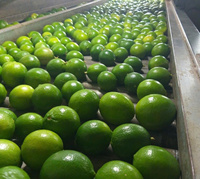 Premium Verse Louche Limoen Sappig, Pittig En Volledig Natuurlijk, Zorgvuldig Uitgekozen, Boerderijverse Limoenen Voor Export [K]