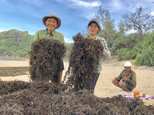 Vietnam Supplier Sun Dried Sargassum <b>Seaweed</b> Bulk Wholesale Stable Quality Export - Product Image 6