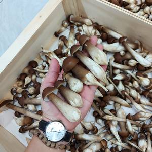 <b>TOP</b> SELLING Termite <b>Mushroom</b> King <b>Mushroom</b> Good for Health Fresh Black Termite <b>Mushroom</b> Made in Vietnam Wholesale Price - Product Image 3