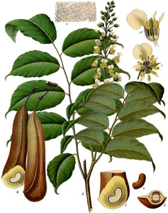 น้ำมันจากเรซินธรรมชาติจาก myroxylon balsamum - Product Image 1
