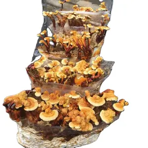 New coming 2023 grey abalone mushroom grain spawn with export standard selling in bulk from Vietnam manufacturer