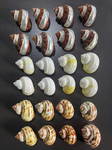 Lujosas conchas marinas surtidas para obras de arte hechas a mano, decoraciones elegantes para bodas y decoración del hogar con temática costera - Product Image 3