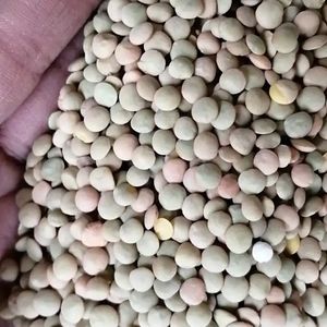 Lentilles rouges séchées biologiques de la meilleure qualité, grains de légumineuses biologiques entiers et fendus sains au prix de gros du Canada - Product Image 1