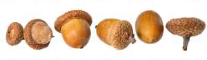Nueces de bellotas secas en venta - Product Image 4
