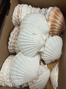 Natural Handicrafts Raw Seashell Fish for Vase Small Accessories Decoration 1-3CM White Scallops <b>Ornaments</b> - Product Image 5