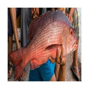 Frozen 150-350g Size High Quality 100% Natural Trans-Fat Free Low-Carb Red Snapper Fish Whole Round <b>Vacuum</b> Pack - Product Image 1