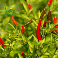 Piment rouge/vert surgelé LQF de haute qualité, piment fort, première qualité, prêt à l'emploi, du Vietnam, herbes et épices simples