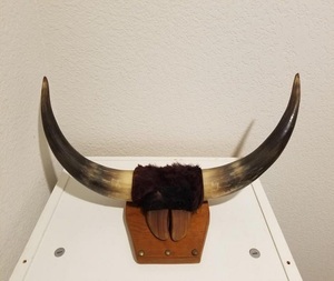 Crâne de buffle naturel sculpté à la main, écologique, à suspendre ou à poser, pour décoration murale - Product Image 2