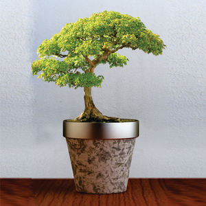 Regadera de caña de agua chapada en latón de forma alta de diseño moderno para uso en pasillo, artículos de jardín, lata de agua de alta calidad - Product Image 4