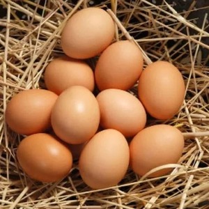 Huevos marrones frescos de granja, venta al por mayor, orgánicos, de cría al aire libre, proveedor de alimentos proteicos, exportación a granel, calidad - Product Image 3