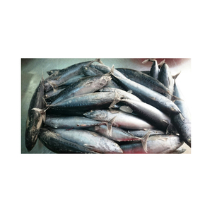 Fragata congelada a granel y atún bala al por mayor, proveedor confiable de mariscos - Product Image 3