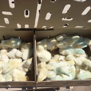 Se ofrecen huevos para incubar Ross 308 de calidad superior con entrega rápida ideal para criaderos y granjas comerciales - Product Image 1