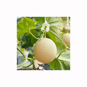 Melón musk de calidad para exportación a granel, fruta madura dulce, cosecha fresca, proveedores tropicales naturales, mercado mayorista - Product Image 4