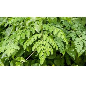 Herbes de Moringa olivera biologiques de qualité d'exportation pour les compléments alimentaires, les applications alimentaires et les formulations de soins de la peau à vendre - Product Image 4