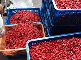 Piment rouge congelé en vrac du Vietnam – Haute qualité et prix compétitif - Product Image 2