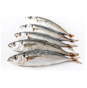 Pescado Scad Entero Congelado – Pescado Scad Entero para Importadores y Distribuidores - Product Image 3