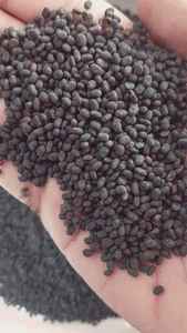 Semillas naturales Babchi Psoralea Corylifolia para compra a granel usadas en productos para el cuidado de la piel extractos de hierbas y formulación Ayurvédica - Product Image 3