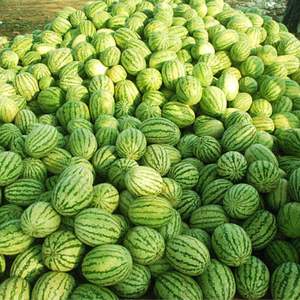 Pastèque sans pépins de qualité supérieure, fraîche et sucrée, grade AA |   Récolte fraîche |   Pastèque à chair rouge de qualité export, riche en Brix, juteuse - Product Image 5