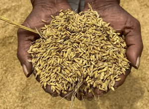 แกลบธรรมชาติ | ผลพลอยได้ทางการเกษตรจากธรรมชาติสำหรับเชื้อเพลิงการแก้ไขดินการใช้เครื่องนอนสัตว์และอุตสาหกรรม - Product Image 4