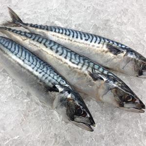 Pescado de caballa congelado inmediatamente después de la captura y pescado de caballa congelado a baja temperatura para exportación - Product Image 6