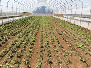 Kits de serres agricoles commerciales à simple travée et double couche en PE avec <span class=keywords><strong>tunnel</strong></span> en film <span class=keywords><strong>plastique</strong></span> <span class=keywords><strong>pour</strong></span> la culture de légumes et de fraises - Product Image 2