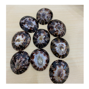 Limpet Shell du Vietnam utilisé dans les accessoires de bijoux et la décoration marine par 99 Gold Data Limpet Shell Export - Product Image 6