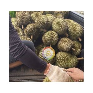 VENTE EN GROS DURIAN CONGELÉ DE HAUTE QUALITÉ FABRIQUÉ AU VIETNAM PRIX LE MOINS CHER PUR DURIAN FRAIS CONGELÉ À TEMPÉRATURE FROIDE - Product Image 3