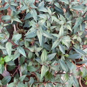 Hojas de Té de Pouzolzia Púrpura 100% Naturales de Vietnam, Sra. May - Product Image 2