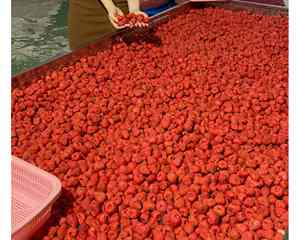 Fresas liofilizadas de alta calidad procedentes de granjas frescas en Vietnam Fresas liofilizadas crujientes por 99GD - Product Image 2