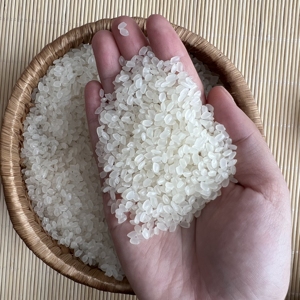 Proveedor Mayorista de Arroz Japonica que Ofrece Arroz de Grano Corto con Textura Suave para Exportación y Uso Culinario - Product Image 3
