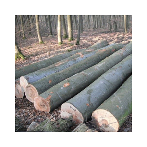 Wholesale Beech <b>Logs</b> With Diameter Distribution Optimized For Veneer <b>Cutting</b> And Lumber Manufacturing Global Export Markets - Product Image 2