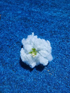 Tái chế Polyester STAPLE sợi 12dx 51mm HCS-Giá rẻ-Nhà sản xuất chất lượng tốt tại Việt Nam ISO, Oeko & Grs chứng nhận - Product Image 5