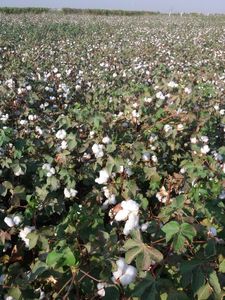 Alimento Nutritivo de Calidad para Animales, Harina de Pescado para Caballos, Cerdos, Perros y Peces - Suministro a Granel de Grado Premium - Product Image 4