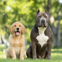 Compléments alimentaires Power Tabs Muscle Builder pour chiens ZMA 9 acides aminés essentiels, soutien à la performance des chiots et des adultes, soins de santé pour animaux de compagnie