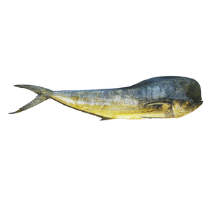 Pescado Mahi fresco a granel disponible a precios competitivos ideal para proveedores y exportadores de mariscos - Product Image 5