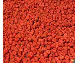Fraises lyophilisées du Vietnam pour les entreprises mondiales de snack disponibles en vrac Fraises lyophilisées par 99GD - Product Image 3