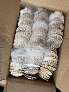 Su fuente de conchas marinas vietnamitas: proveedor a granel confiable - Product Image 6