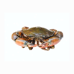 Cangrejos de concha blanda congelados con patas rojas de grado entero al por mayor, cangrejos de barro vivos, cangrejos rey rojos - Product Image 4