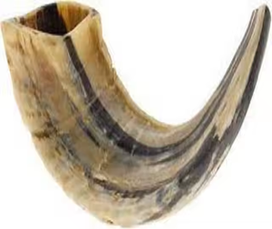 Standard Quality Polished Eco-Friendly Ram Drinking <b>Horn</b> Decorative <b>Horn</b> Pair for Worldwide Export India <b>Buffalo</b> <b>Horn</b> Saniya - Product Image 5
