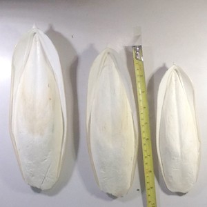 Bán Buôn 100% Cao Cấp Chất Lượng Mực Xương Bữa Ăn Động Vật Khô Thức Ăn Cho Chim Gia Súc Lợn Và Chim V.d.e.l.t.a - Product Image 3