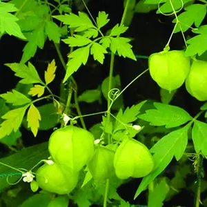 Balloon Vine - Wel Penela - 100% Herbal Medical Plant From Sri Lanka - Mudakathan Keerai for cough, skin diseases