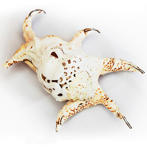 Arte tallado JOYERÍA SEASHELL con arte tallado 22 cm Motivo tallado hecho de concha - Product Image 4