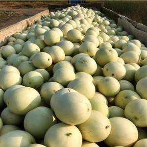 Melones Honeydew Frescos de Alta Calidad - Grado de Exportación Clase I - Pulpa Verde Dulce - Alto Contenido de Brix 12%+ - Venta al por Mayor de Melones Honey - Product Image 5