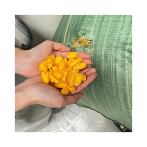 Double Dupion Golden Yellow Cocoons | Best Material for Silk Fabric Production | Craft Making - Product Image 1