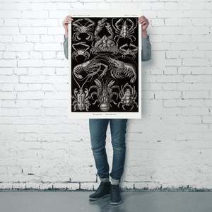 Haeckel Art Forms in Nature-Decapods, Póster en Papel, Placa de Naturaleza Muerta 86 - Product Image 4